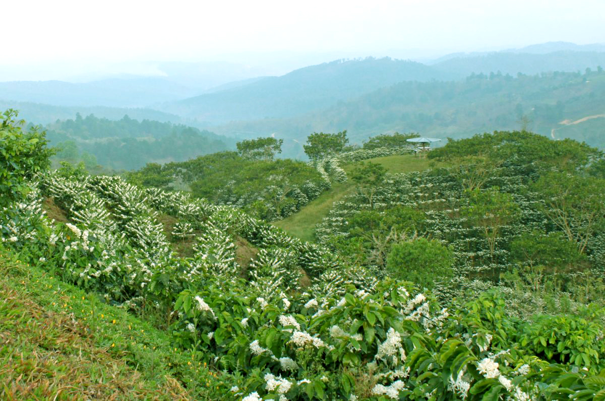 javataza-coffee-farms-for-freshly-roasted-coffee-from-central-america-1200x1200